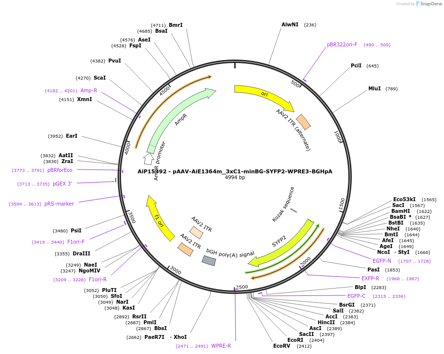 243446-plasmid-map-sequence-id-525422