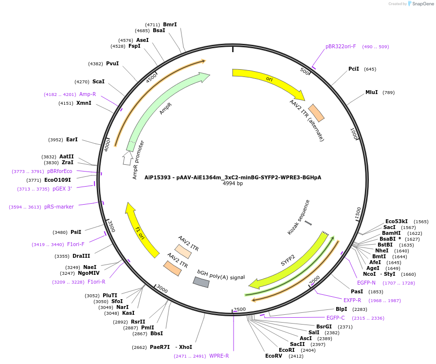 243447-plasmid-map-sequence-id-525423