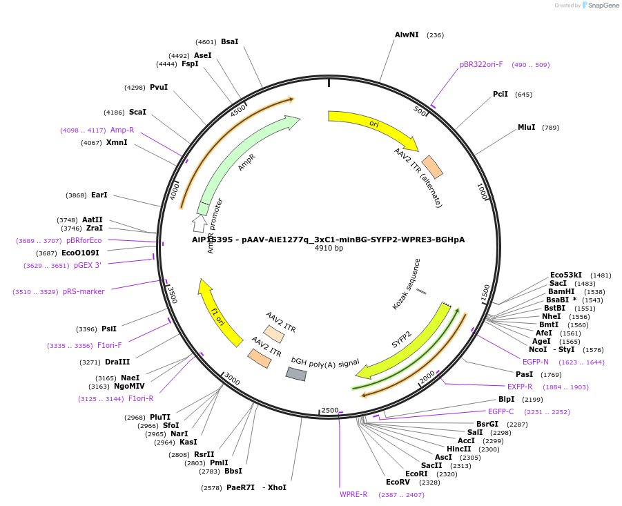 243448-plasmid-map-sequence-id-525424