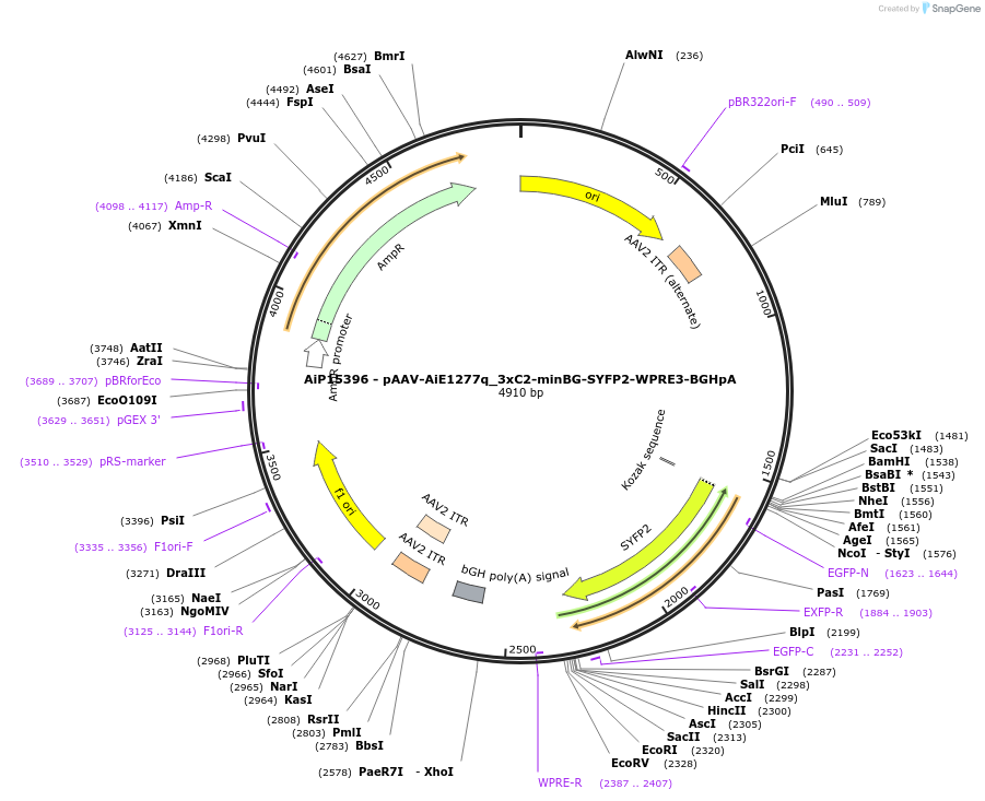 243449-plasmid-map-sequence-id-525425