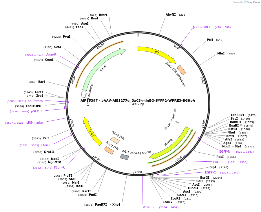243450-plasmid-map-sequence-id-525426