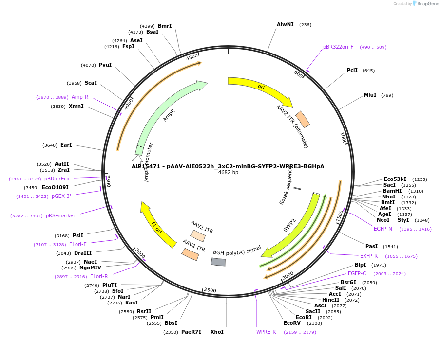 243451-plasmid-map-sequence-id-525427