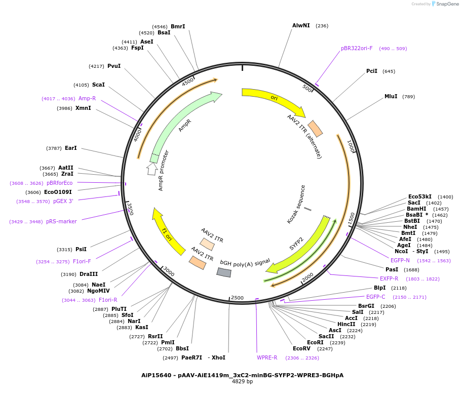 243452-plasmid-map-sequence-id-525428