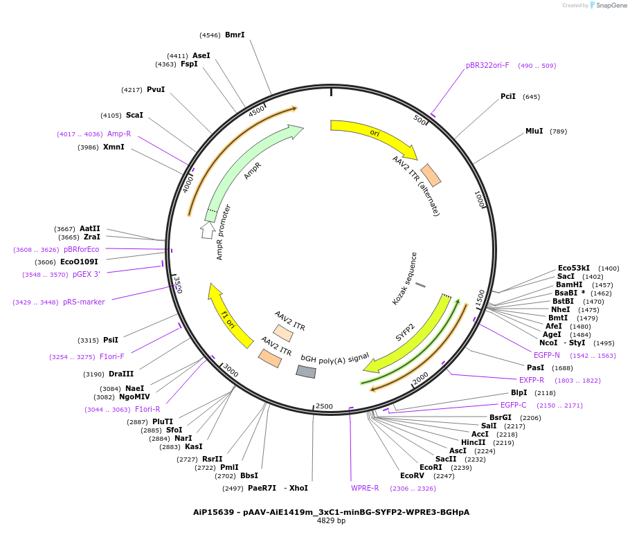 243651-plasmid-map-sequence-id-525429