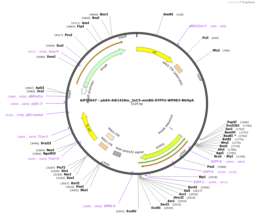243652-plasmid-map-sequence-id-525430