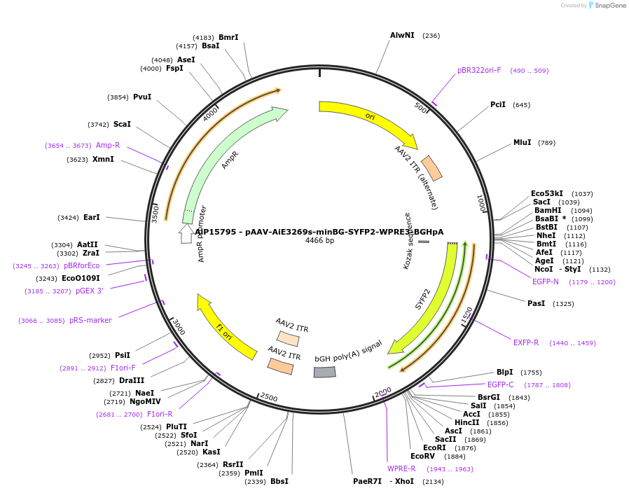 243178-plasmid-map-sequence-id-525431
