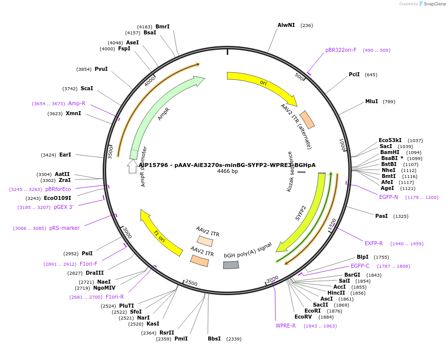243179-plasmid-map-sequence-id-525432