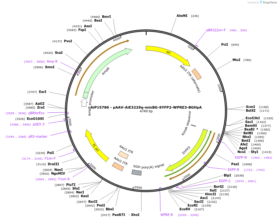 243299-plasmid-map-sequence-id-525433