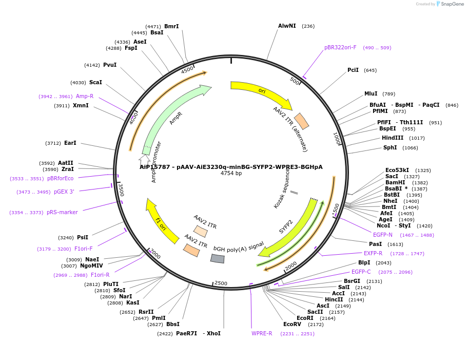 243300-plasmid-map-sequence-id-525434