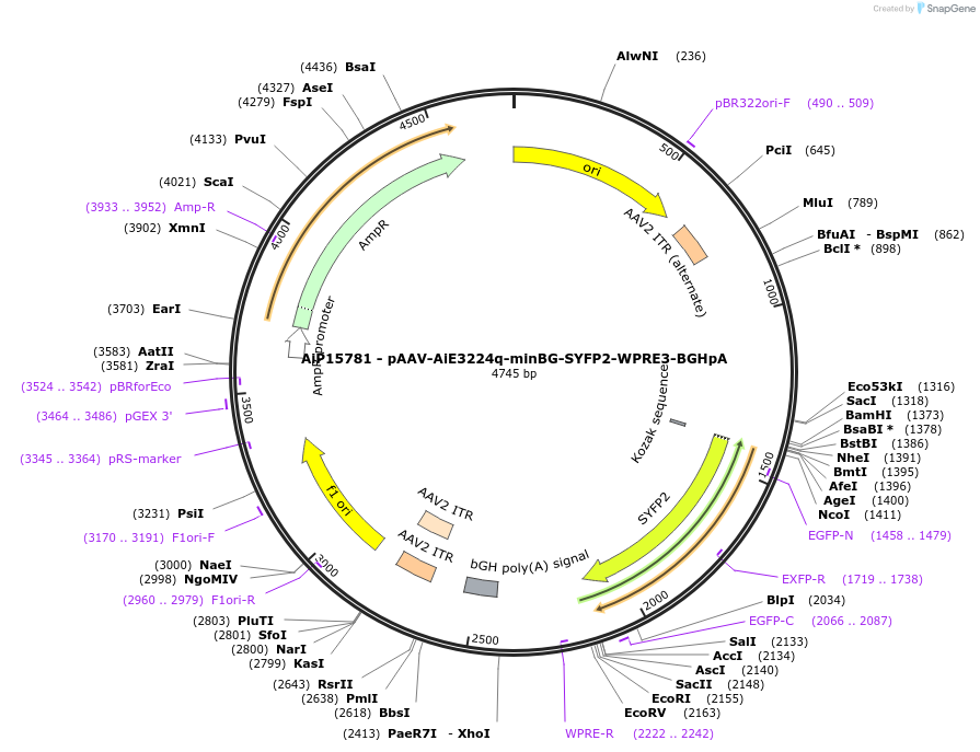 243297-plasmid-map-sequence-id-525435