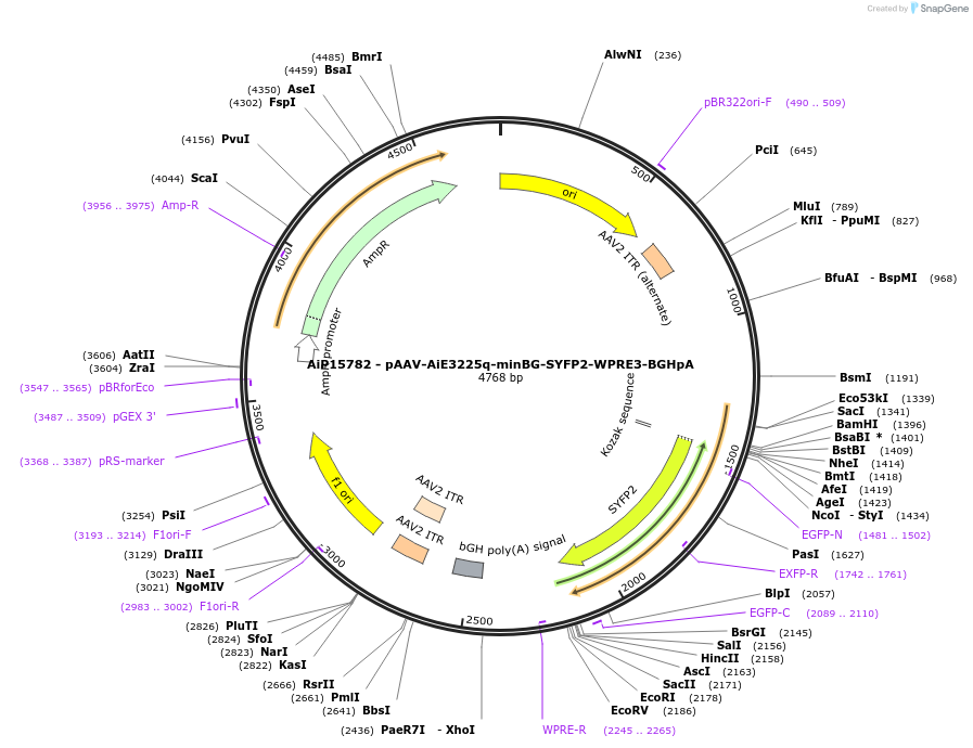 243298-plasmid-map-sequence-id-525436