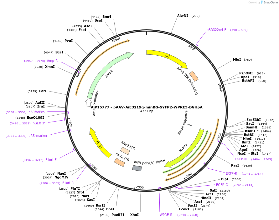 243295-plasmid-map-sequence-id-525437