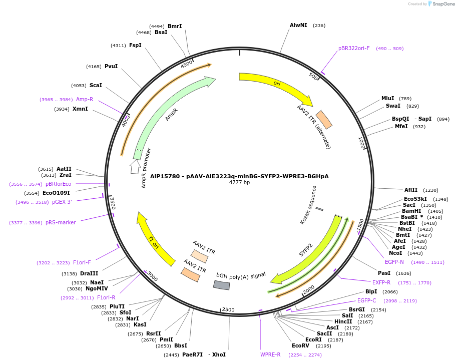 243296-plasmid-map-sequence-id-525438
