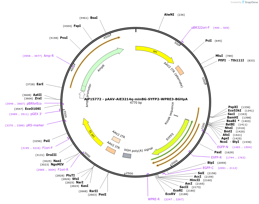 243293-plasmid-map-sequence-id-525439