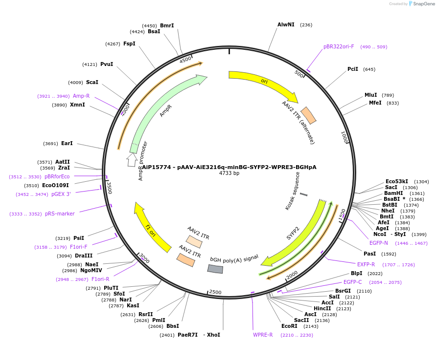 243294-plasmid-map-sequence-id-525440