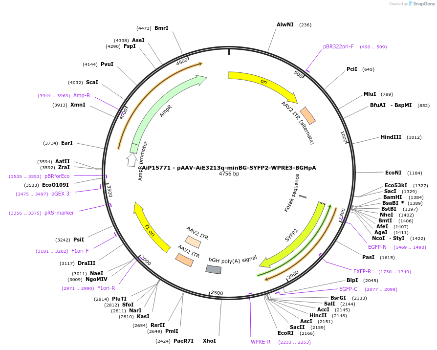243292-plasmid-map-sequence-id-525441
