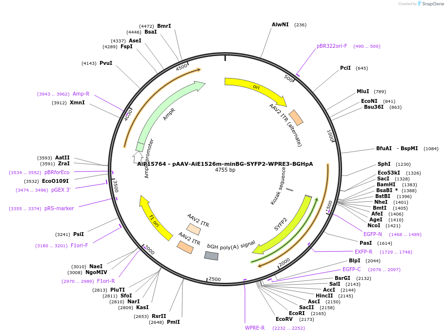 243290-plasmid-map-sequence-id-525442