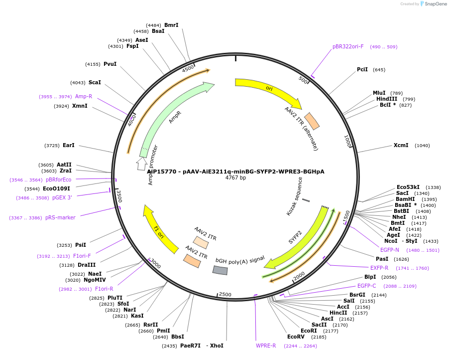 243291-plasmid-map-sequence-id-525443