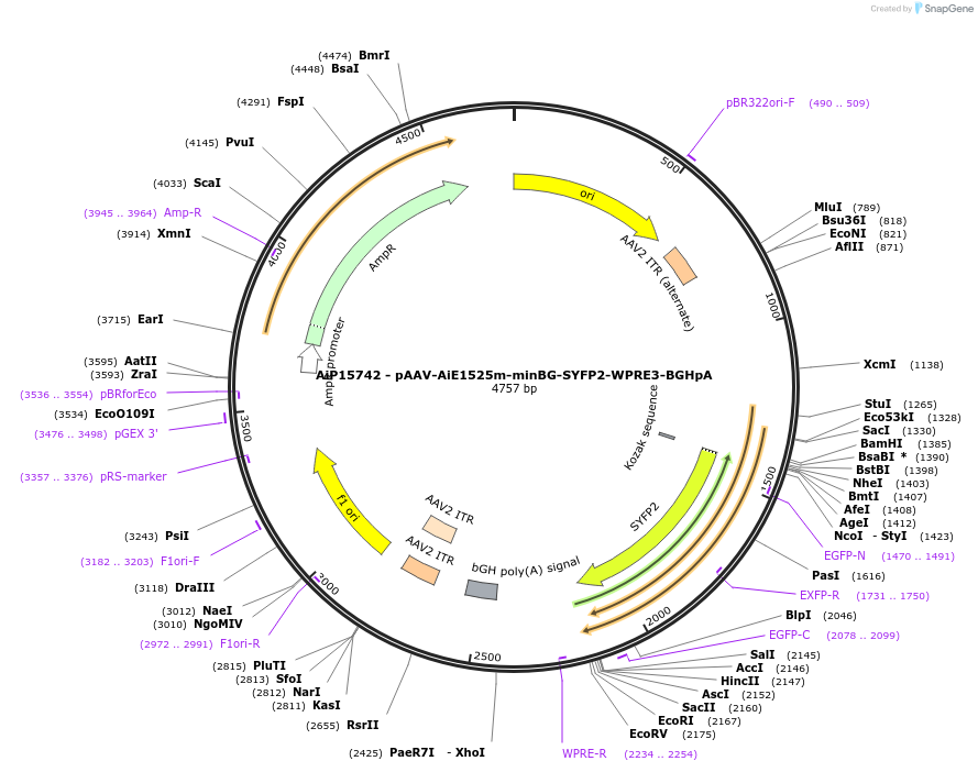 243287-plasmid-map-sequence-id-525444