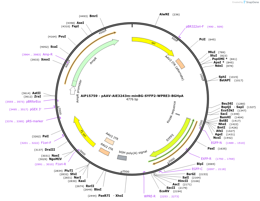243288-plasmid-map-sequence-id-525445