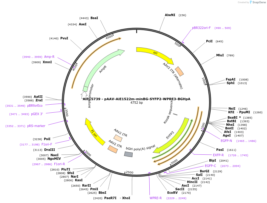 243285-plasmid-map-sequence-id-525446