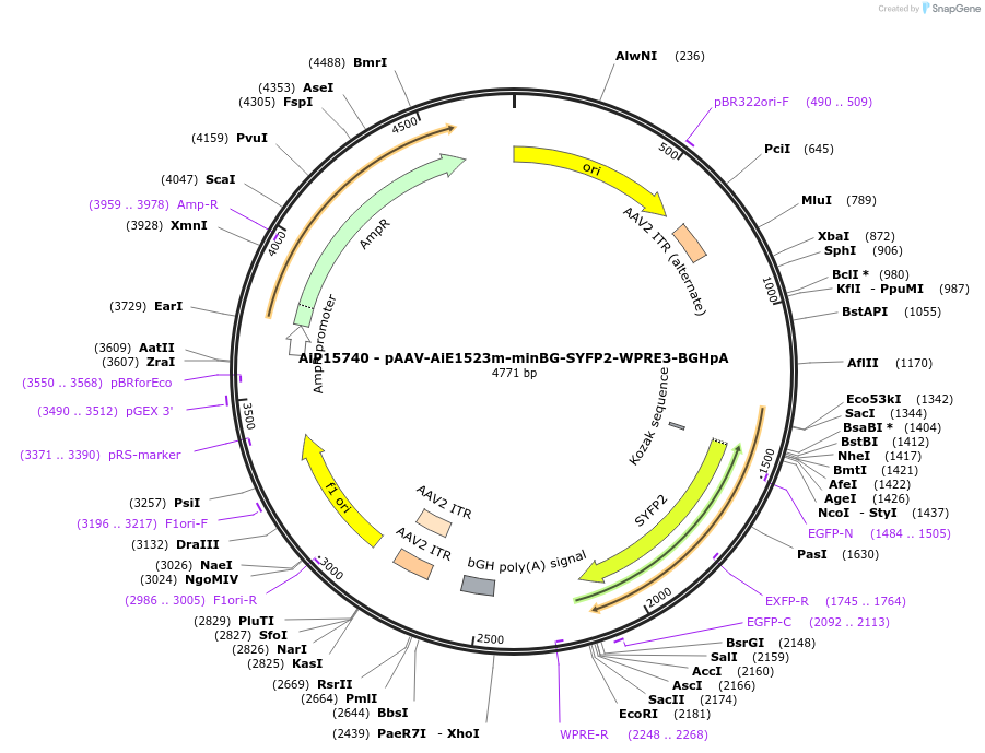 243286-plasmid-map-sequence-id-525447
