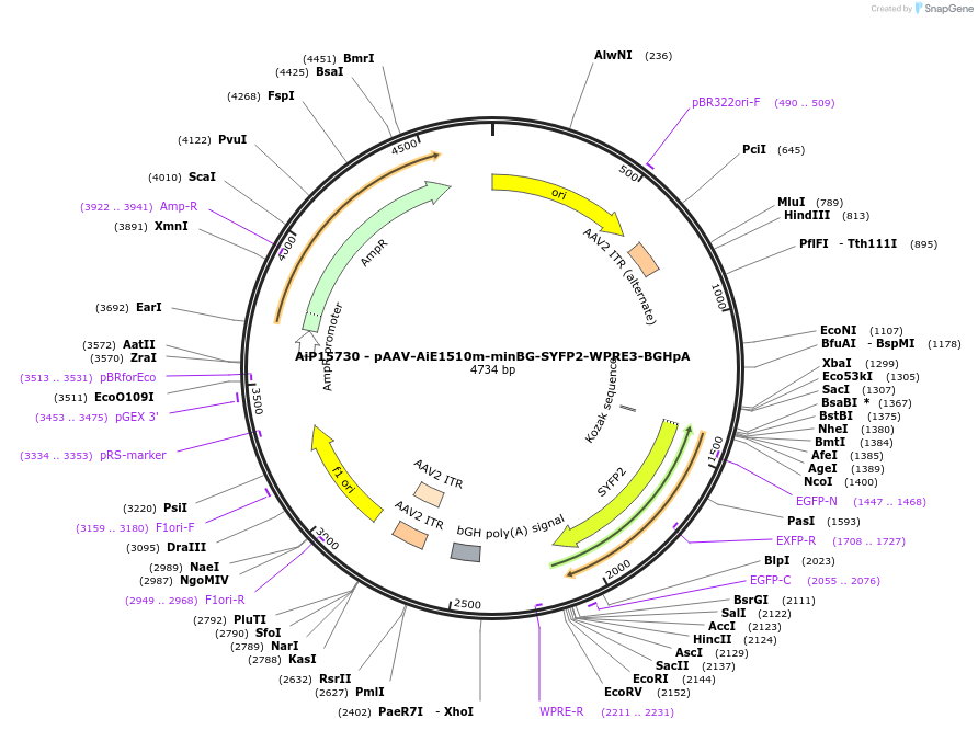 243284-plasmid-map-sequence-id-525449