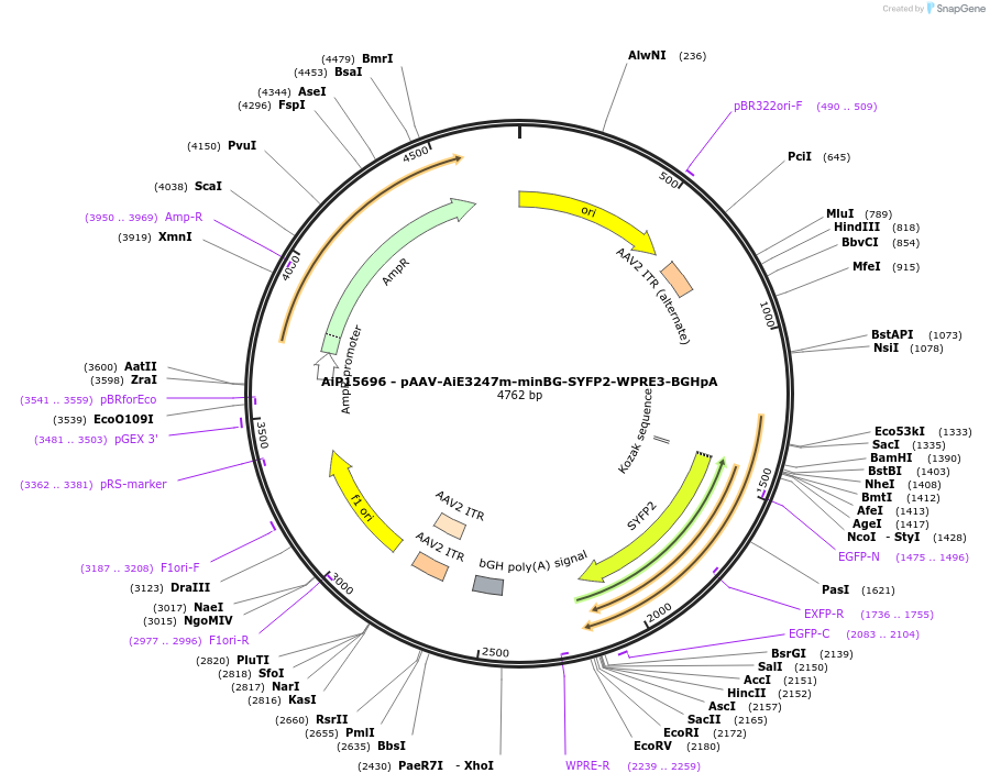 243280-plasmid-map-sequence-id-525450