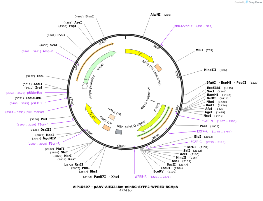 243281-plasmid-map-sequence-id-525451