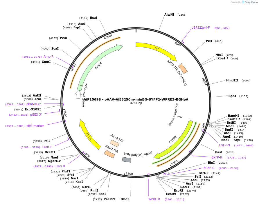 243282-plasmid-map-sequence-id-525452