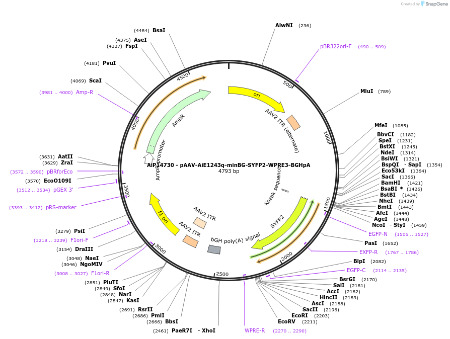 243218-plasmid-map-sequence-id-525453