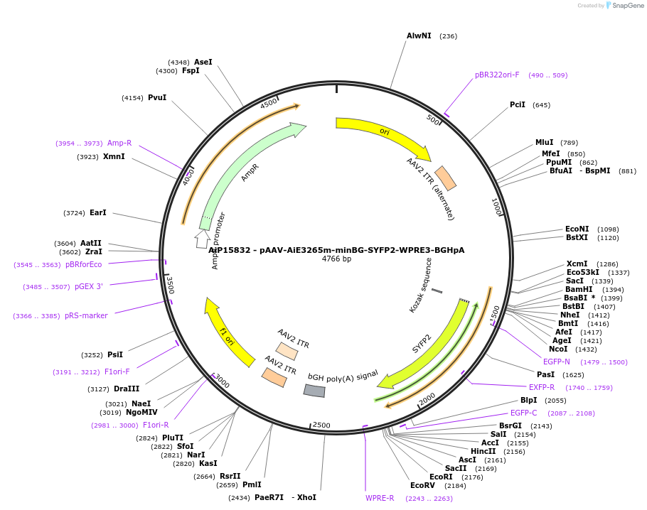 243305-plasmid-map-sequence-id-525454