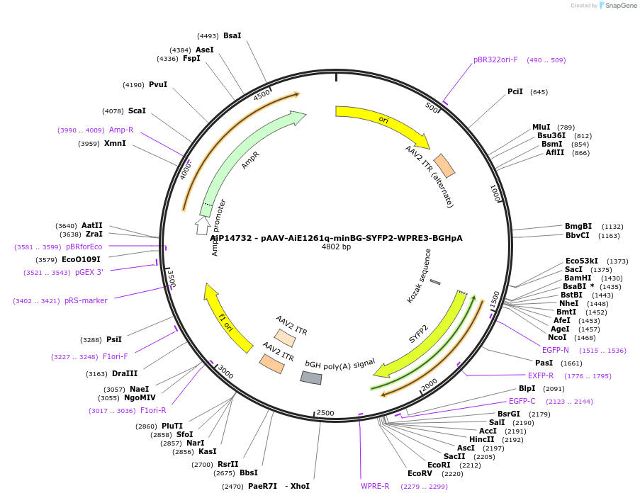 243116-plasmid-map-sequence-id-525455