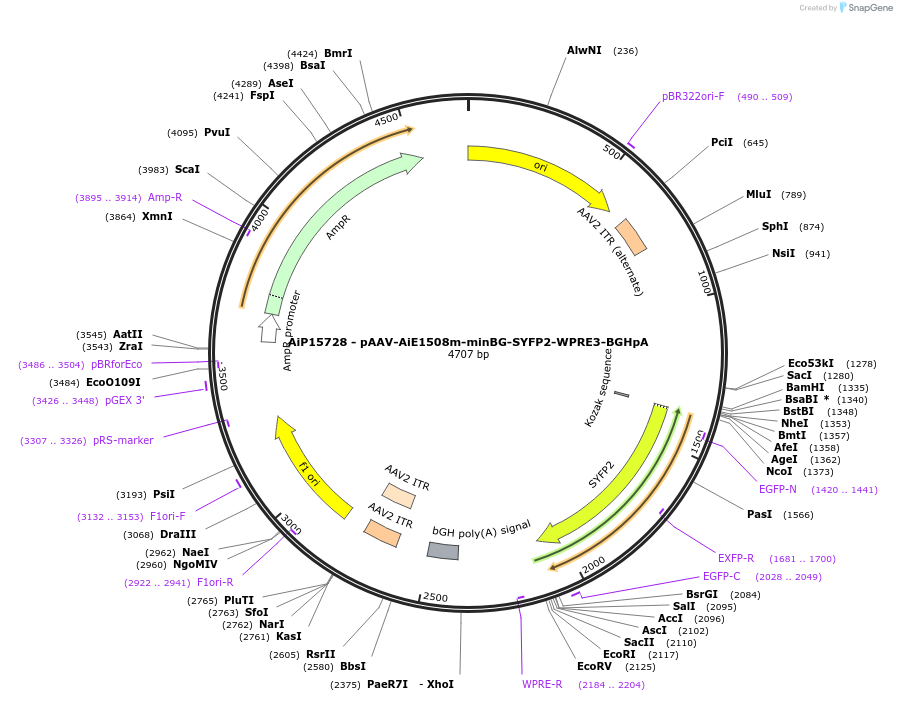 243156-plasmid-map-sequence-id-525456