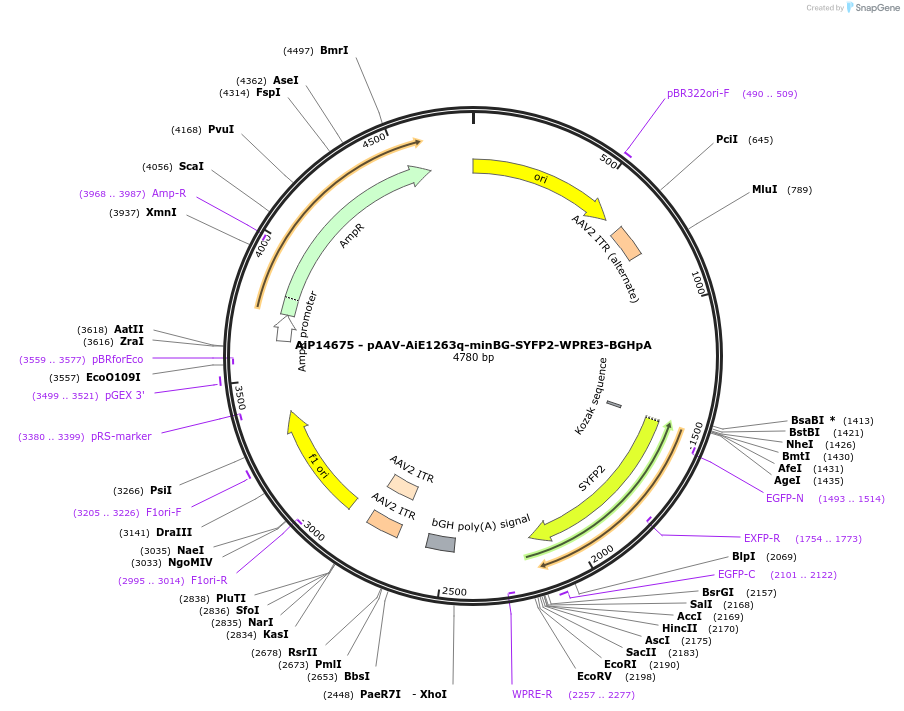 243209-plasmid-map-sequence-id-525457