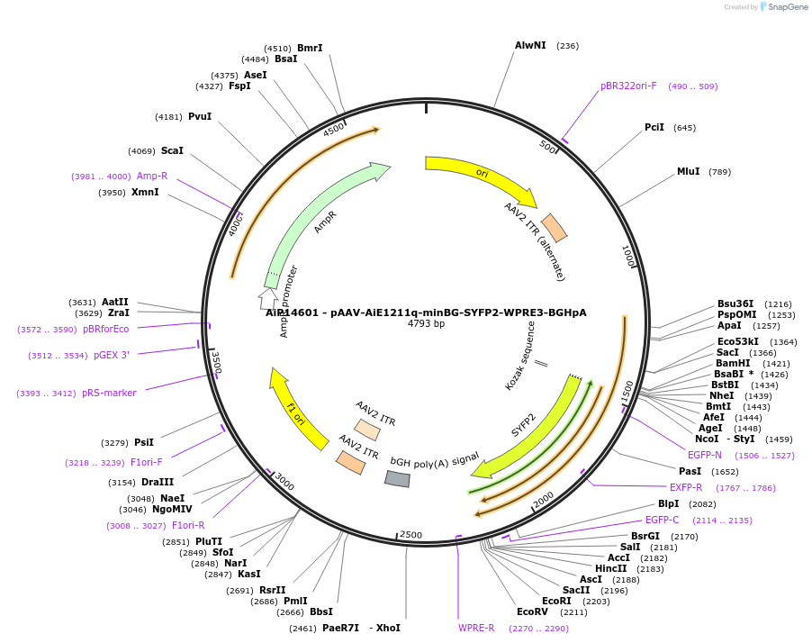 243082-plasmid-map-sequence-id-525458
