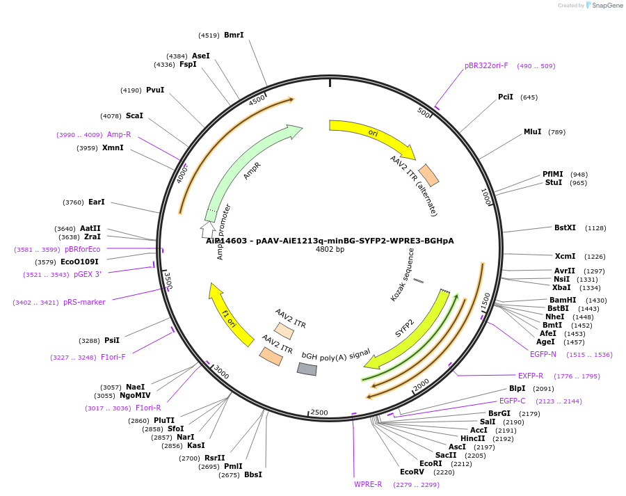 243083-plasmid-map-sequence-id-525459