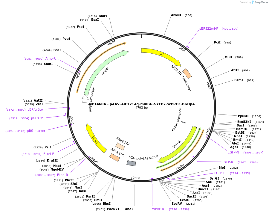 243084-plasmid-map-sequence-id-525460