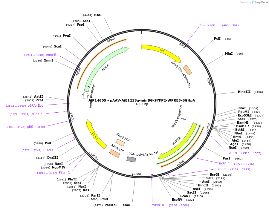 243085-plasmid-map-sequence-id-525461