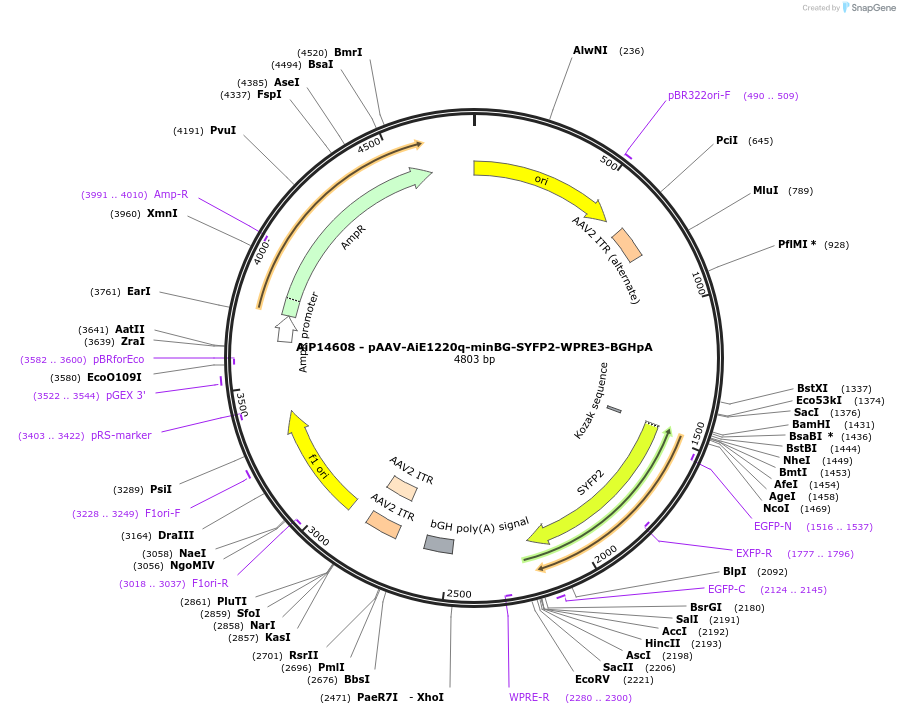 243086-plasmid-map-sequence-id-525462