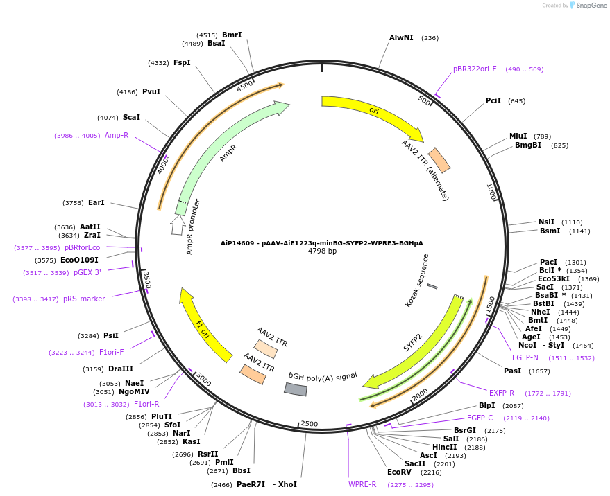 243087-plasmid-map-sequence-id-525463