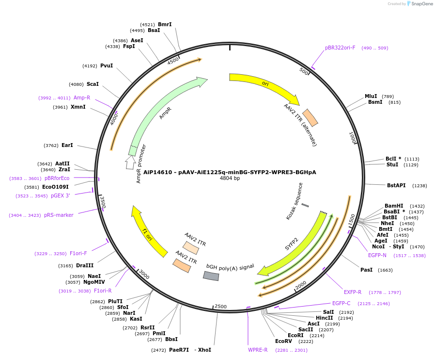 243088-plasmid-map-sequence-id-525464