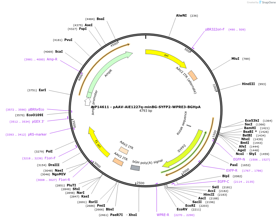 243089-plasmid-map-sequence-id-525465