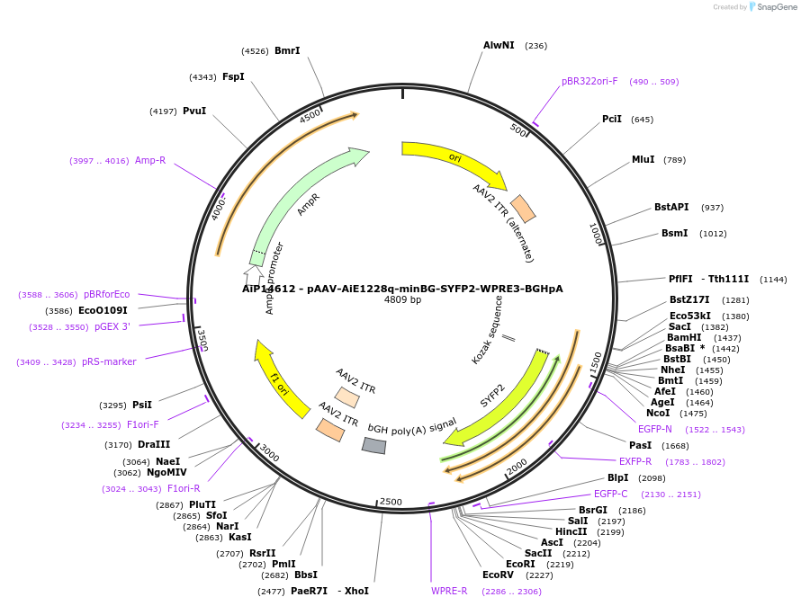 243090-plasmid-map-sequence-id-525466