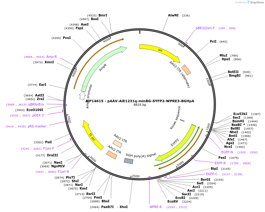 243092-plasmid-map-sequence-id-525467