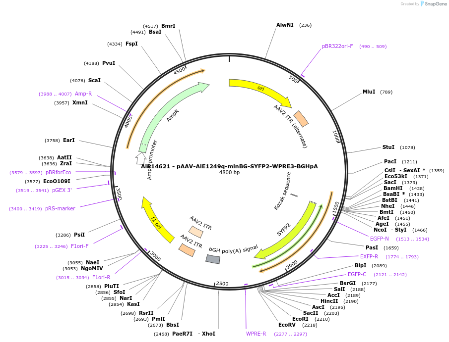 243093-plasmid-map-sequence-id-525468