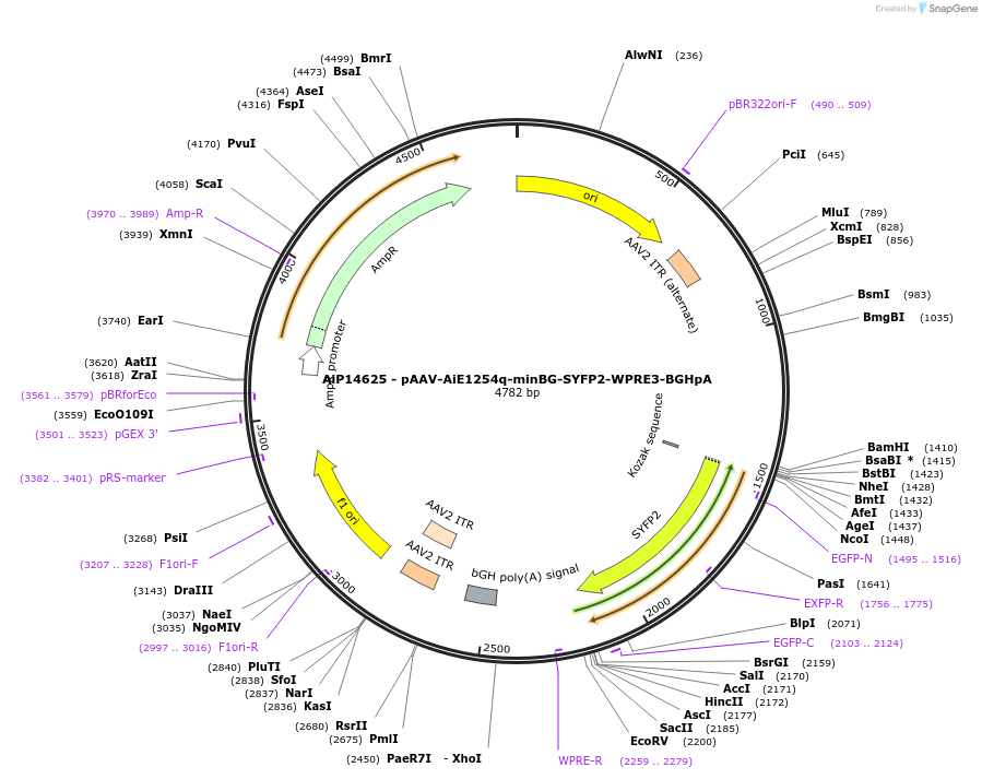 243095-plasmid-map-sequence-id-525470