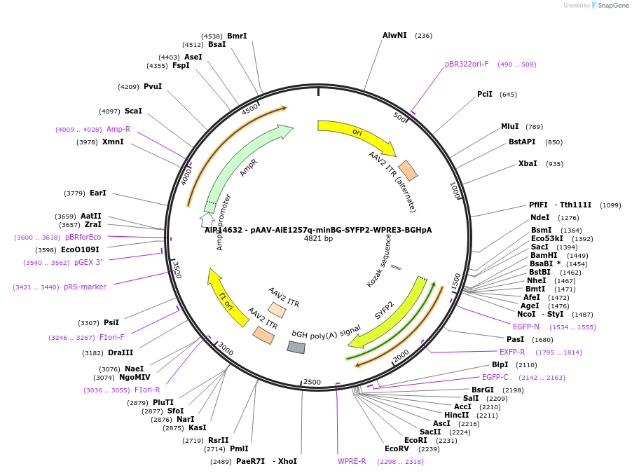 243098-plasmid-map-sequence-id-525471