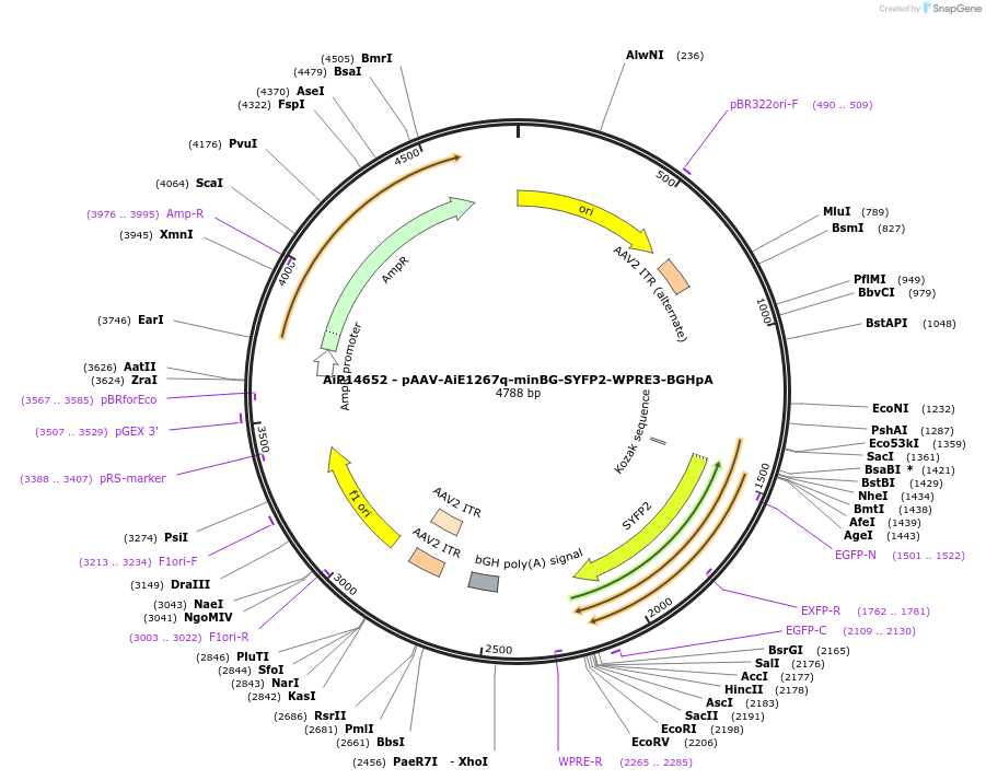 243099-plasmid-map-sequence-id-525472