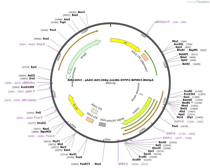 243100-plasmid-map-sequence-id-525473